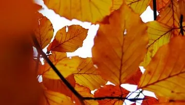 Høstfarget blad på tre