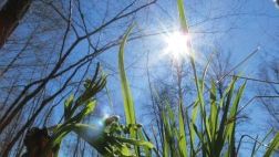 Sol skinner gjennom gresstrå
