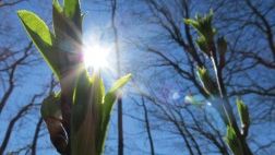 Sol skinner gjennom plante