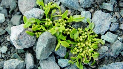 Grønn plante vokser mellom steiner