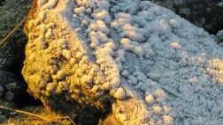 Stein dekket av frost